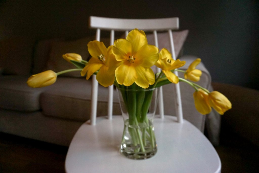 Tulppaanien uusi elämä