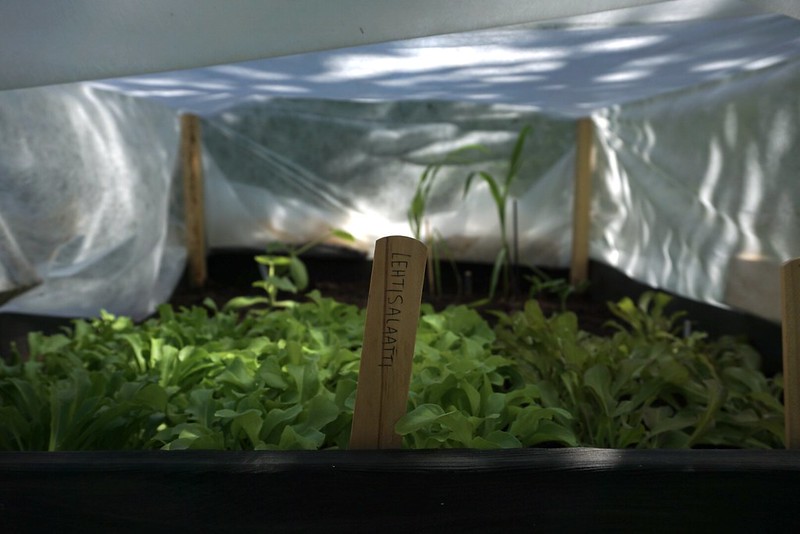 Lavatarhassa kasvaa!