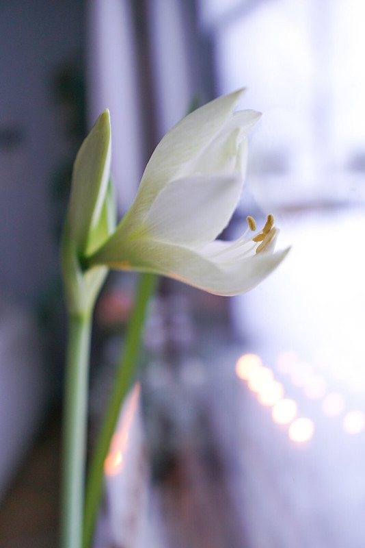 Amarylliksen uudet kukat