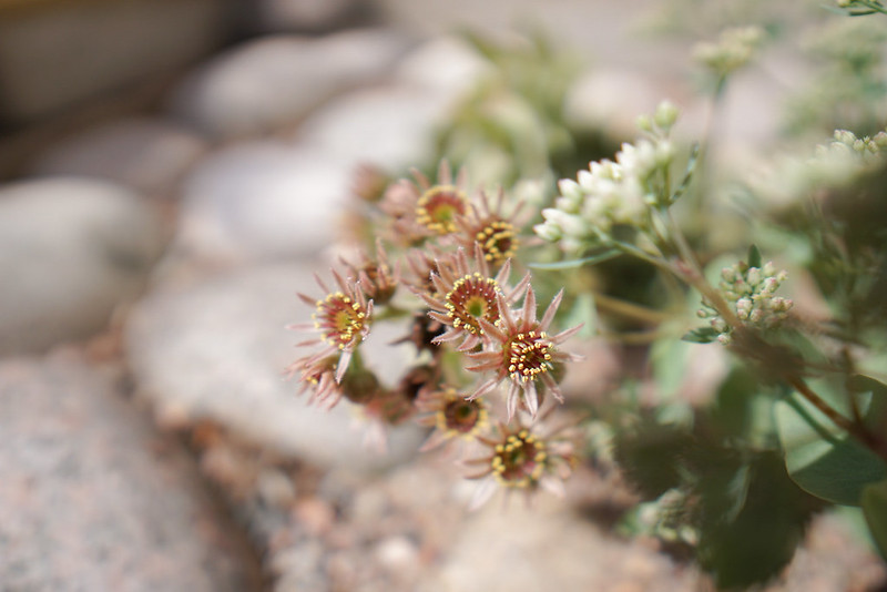 Kevään kukkaunelmia