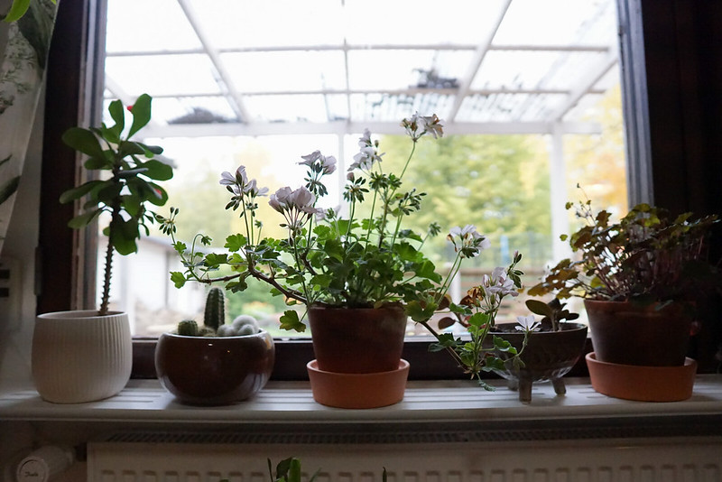 Pelargonien talvetus