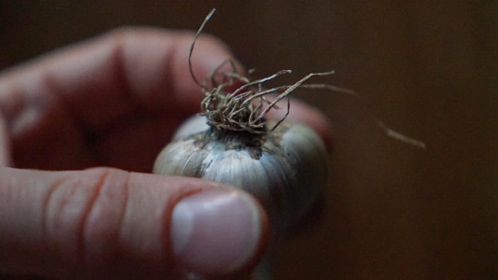 Talvivalkosipulit multaan