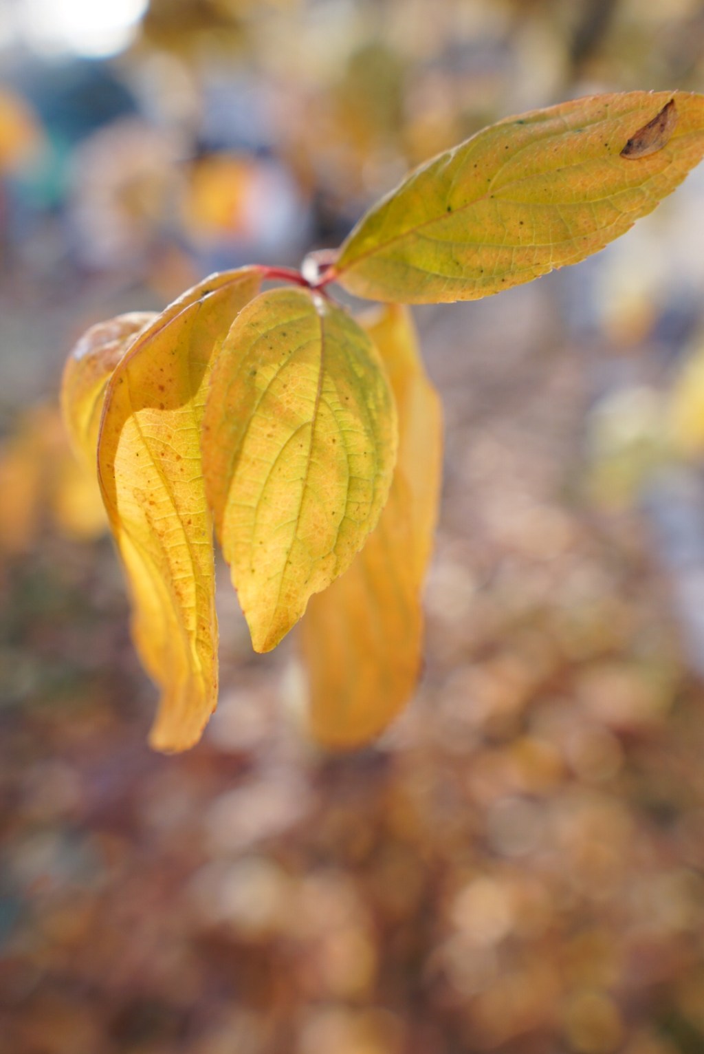 Syksyn herkut pihamaalle