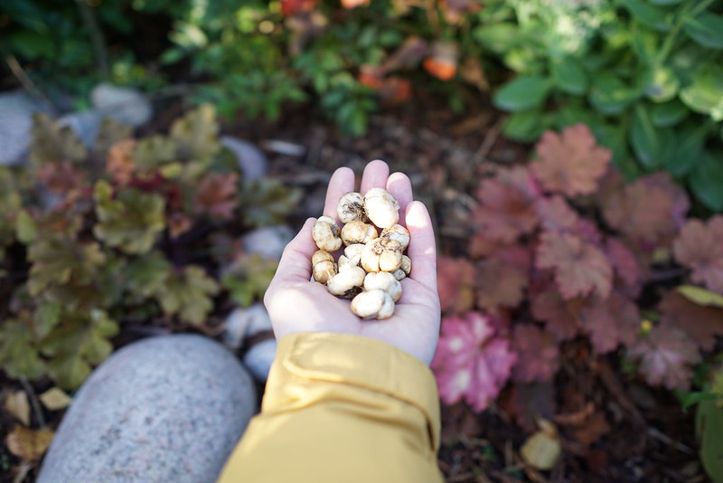 Kukkasipulit istutetaan syksyllä