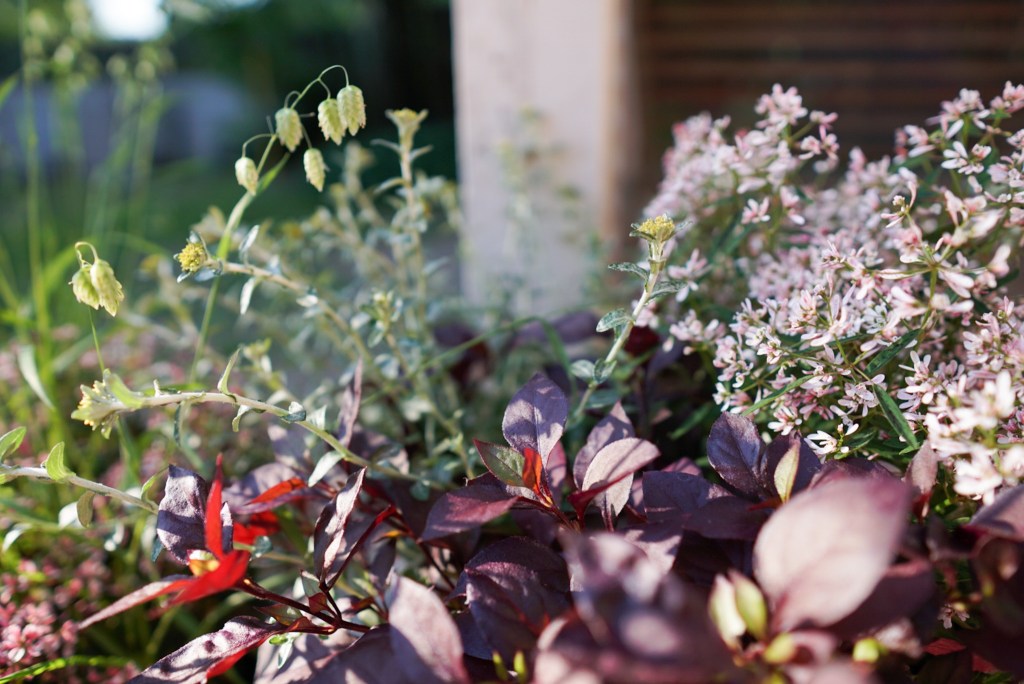 Villiintyneet istutukset