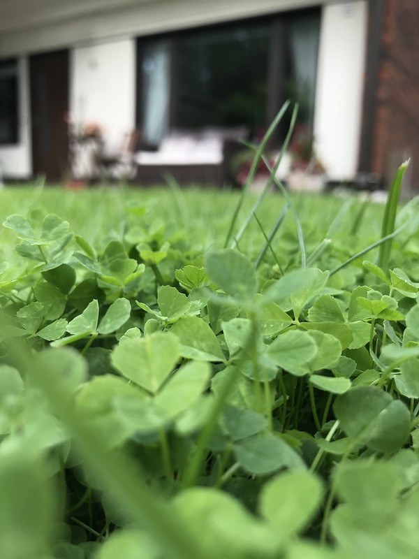 Monimuotoisuutta meidän pihalle