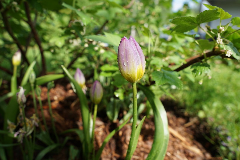 Kasvitieteelliset tulppaanit