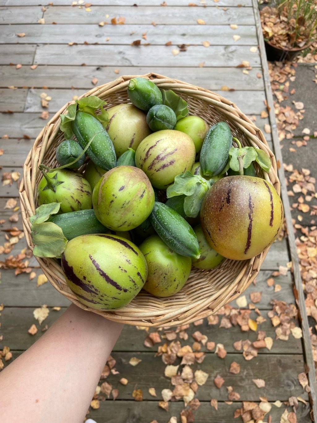 Pepino eli päärynämeloni