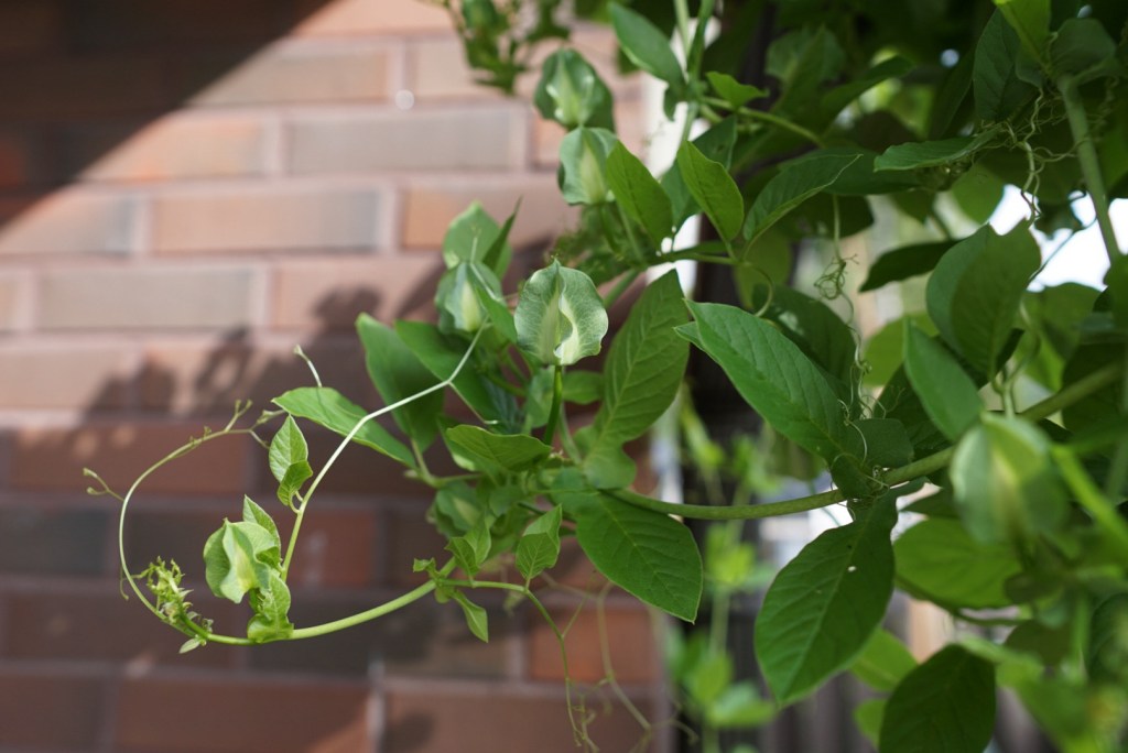 Kelloköynnös – kaupan taimesta siemensatoon ja uuteen taimikasvatukseen